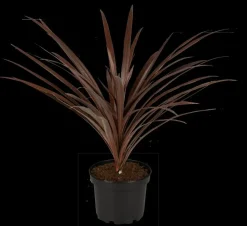 Cordyline australis 'Red Star' (Cordyline 'Red Star')