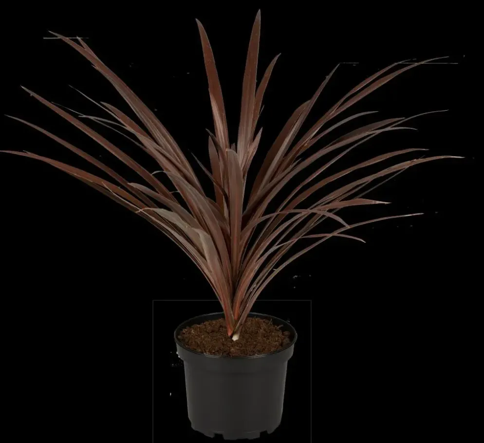Cordyline australis 'Red Star' (Cordyline 'Red Star')