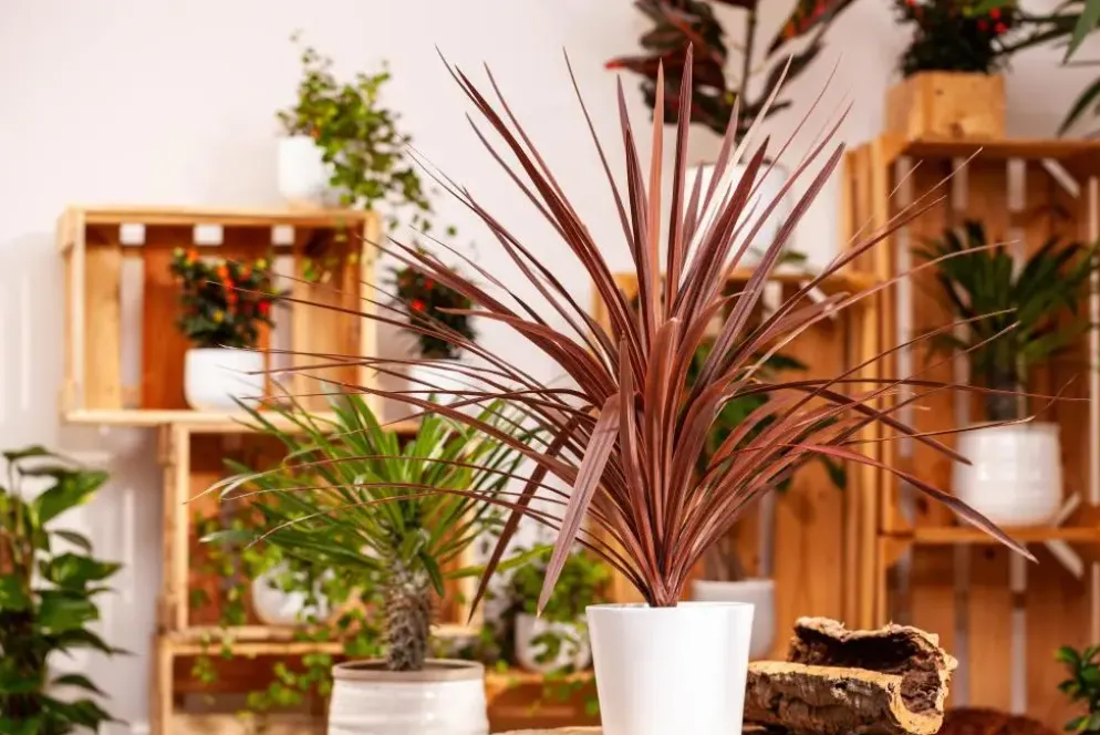 Cordyline australis 'Red Star' (Cordyline 'Red Star')