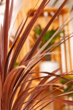 Cordyline australis 'Red Star' (Cordyline 'Red Star')