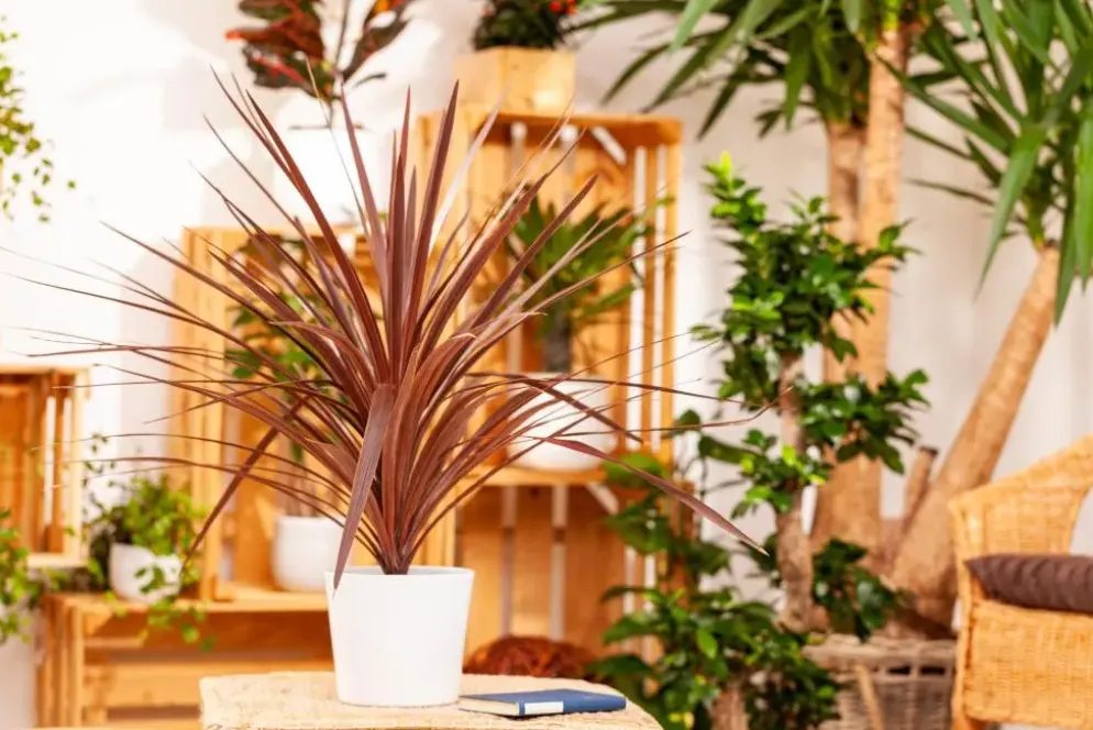 Cordyline australis 'Red Star' (Cordyline 'Red Star')