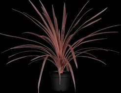 Cordyline australis 'Red Star' (Cordyline 'Red Star')