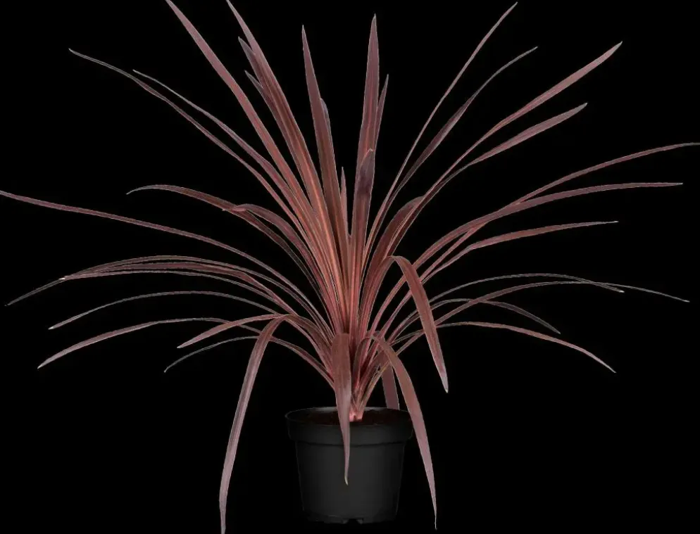 Cordyline australis 'Red Star' (Cordyline 'Red Star')