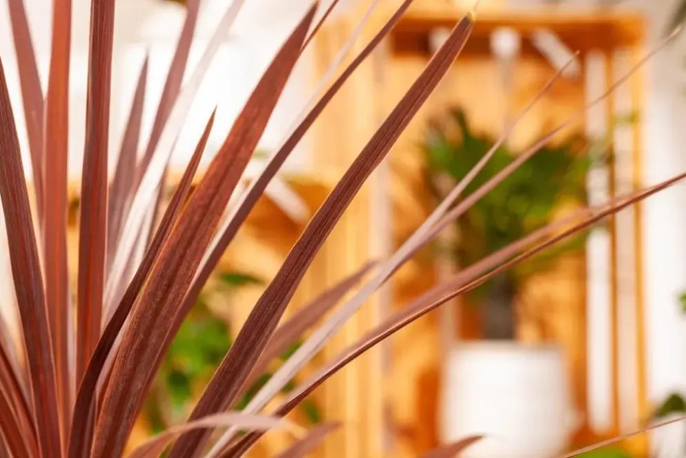 Cordyline australis 'Red Star' (Cordyline 'Red Star')
