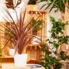 Cordyline australis 'Superstar' (Koolpalm 'Superstar')