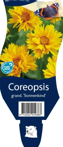 Coreopsis grandiflora 'Sonnenkind' (Meisjesogen)