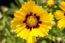Coreopsis grandiflora 'Sonnenkind' (Meisjesogen)