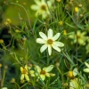 Coreopsis (Meisjesogen)