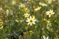 Coreopsis (Meisjesogen)