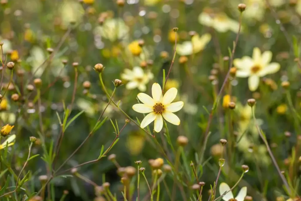 Coreopsis (Meisjesogen)