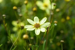 Coreopsis (Meisjesogen)
