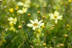 Coreopsis (Meisjesogen)