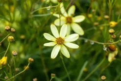 Coreopsis (Meisjesogen)