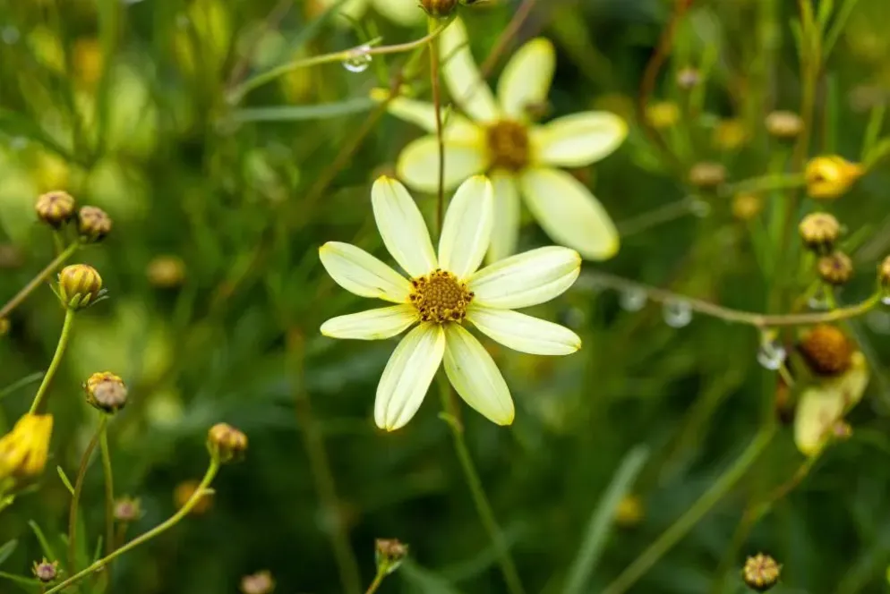 Coreopsis (Meisjesogen)
