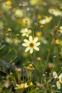 Coreopsis (Meisjesogen)