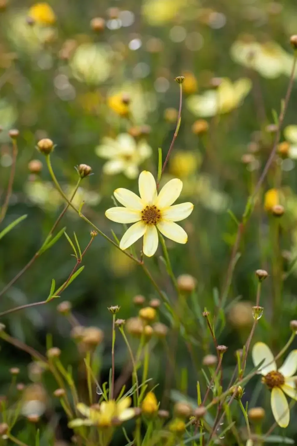 Coreopsis (Meisjesogen)