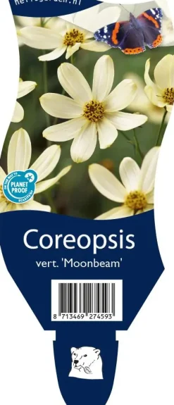Coreopsis (Meisjesogen)