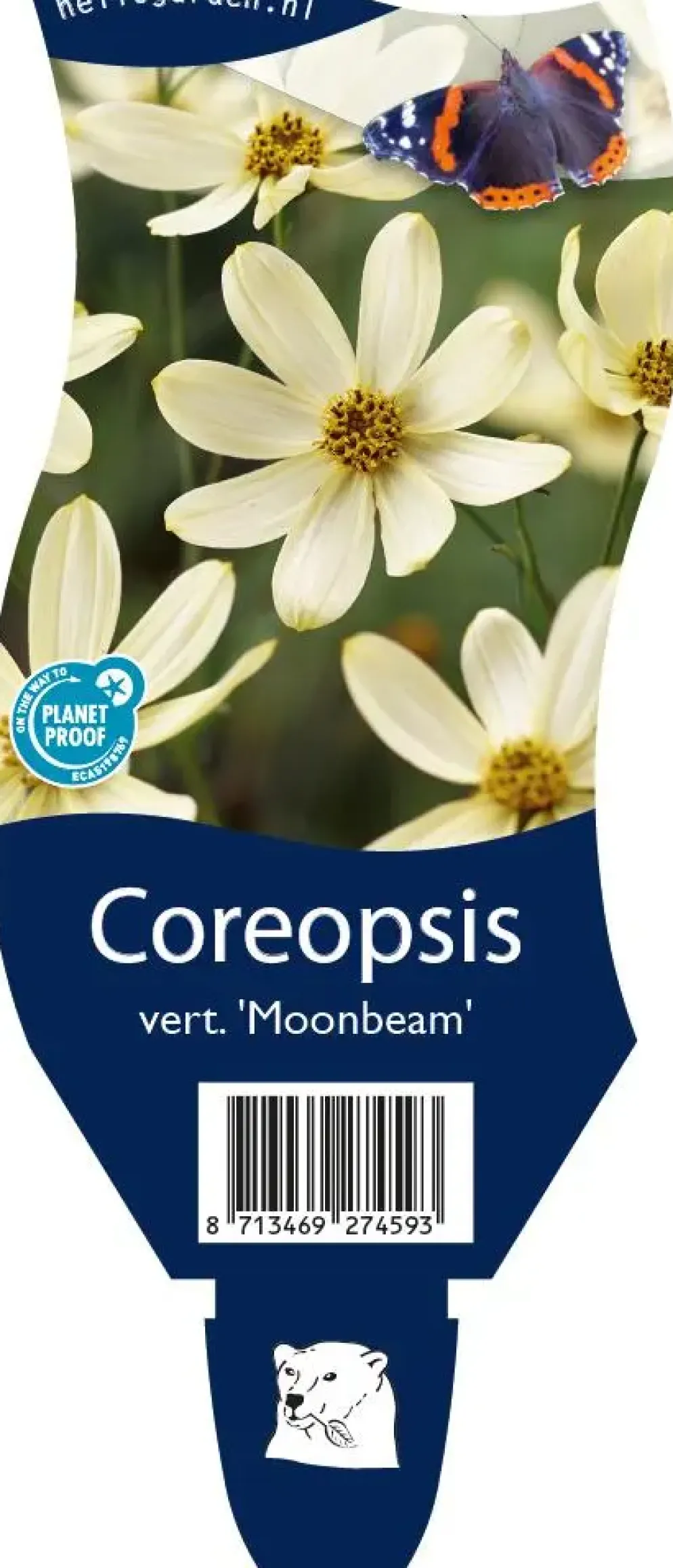 Coreopsis (Meisjesogen)