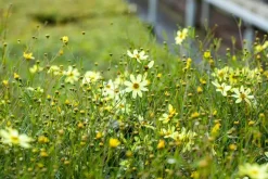 Coreopsis (Meisjesogen)