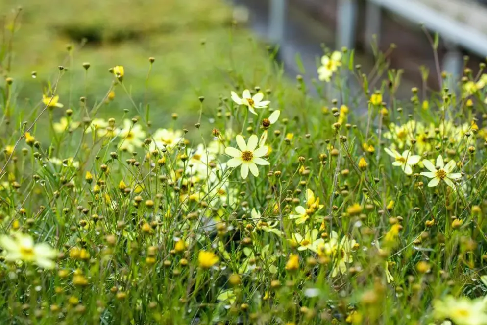 Coreopsis (Meisjesogen)