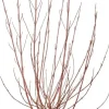 Cornus alba 'Miracle' (Witte kornoelje 'Miracle')