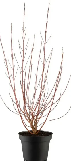 Cornus alba 'Miracle' (Witte kornoelje 'Miracle')
