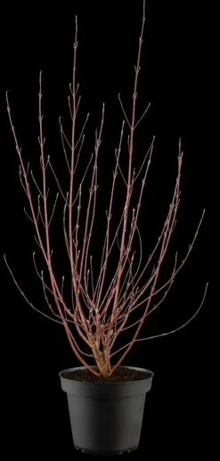 Cornus alba 'Miracle' (Witte kornoelje 'Miracle')
