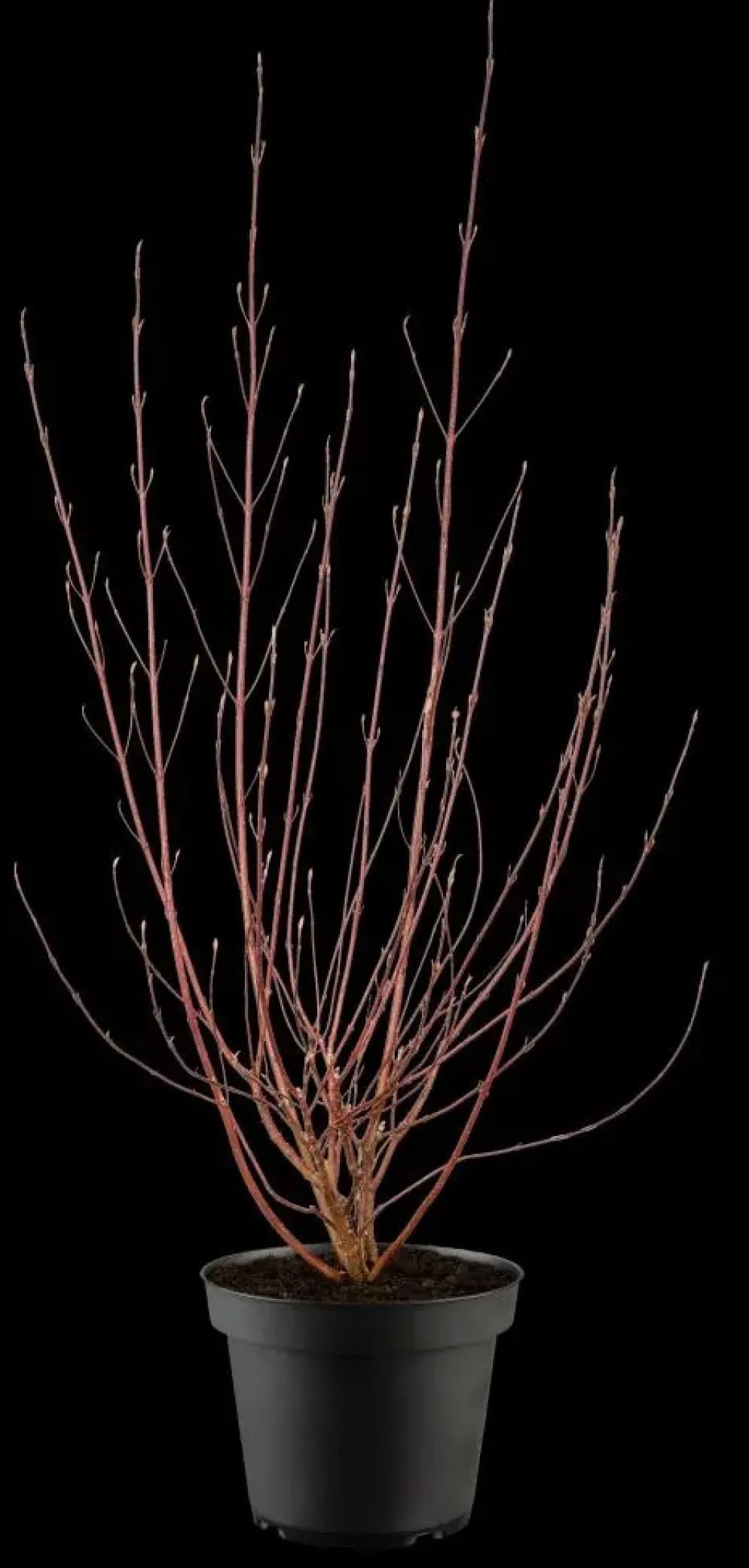 Cornus alba 'Miracle' (Witte kornoelje 'Miracle')
