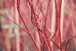 Cornus alba 'Miracle' (Witte kornoelje 'Miracle')