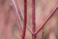 Cornus alba 'Miracle' (Witte kornoelje 'Miracle')