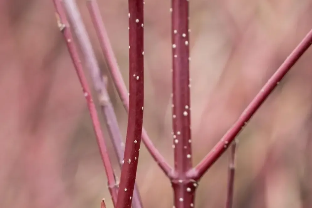 Cornus alba 'Miracle' (Witte kornoelje 'Miracle')