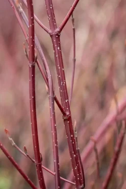 Cornus alba 'Miracle' (Witte kornoelje 'Miracle')