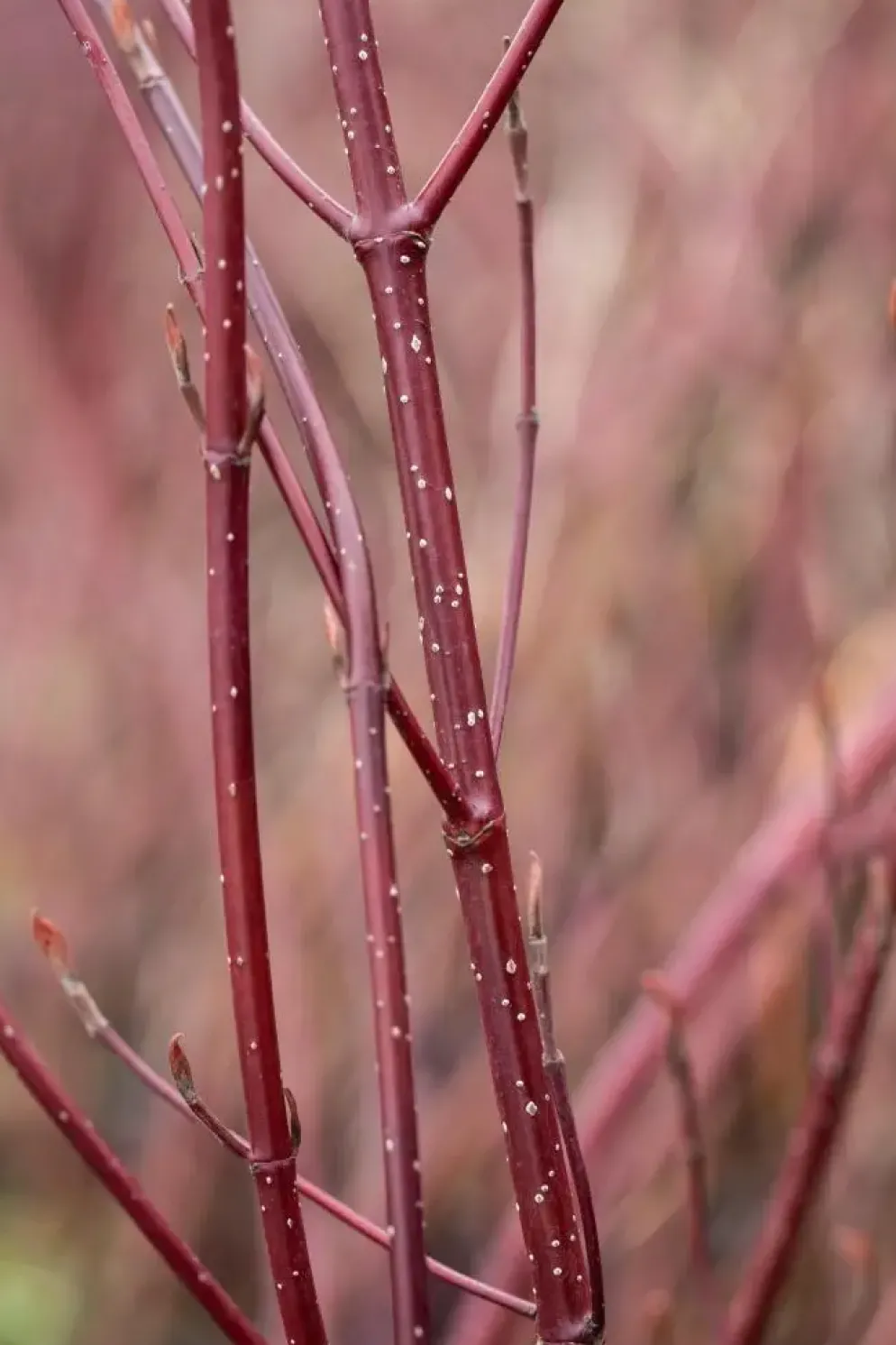 Cornus alba 'Miracle' (Witte kornoelje 'Miracle')