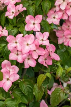 Cornus florida 'Cherokee Chief' (Oostamerikaanse kornoelje 'Cherokee Chief')