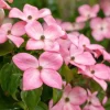 Cornus florida 'Rubra' (Oostamerikaanse kornoelje 'Rubra')
