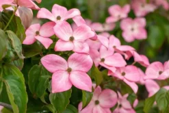 Cornus florida 'Rubra' (Oostamerikaanse kornoelje 'Rubra')