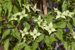 Cornus kousa chinensis 'Milky Way' (Japanse grootbloemige kornoelje 'Milky Way')