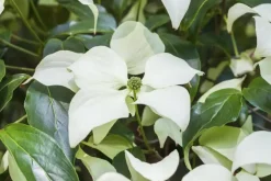 Cornus kousa chinensis 'Schmetterling' (Japanse grootbloemige kornoelje 'Schmetterling')