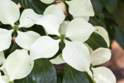 Cornus kousa chinensis 'Schmetterling' (Japanse grootbloemige kornoelje 'Schmetterling')