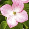 Cornus kousa 'Satomi'® (Japanse grootbloemige kornoelje 'Satomi')