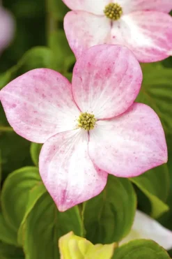 Cornus kousa 'Satomi'® (Japanse grootbloemige kornoelje 'Satomi')