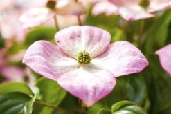 Cornus kousa 'Satomi'® (Japanse grootbloemige kornoelje 'Satomi')