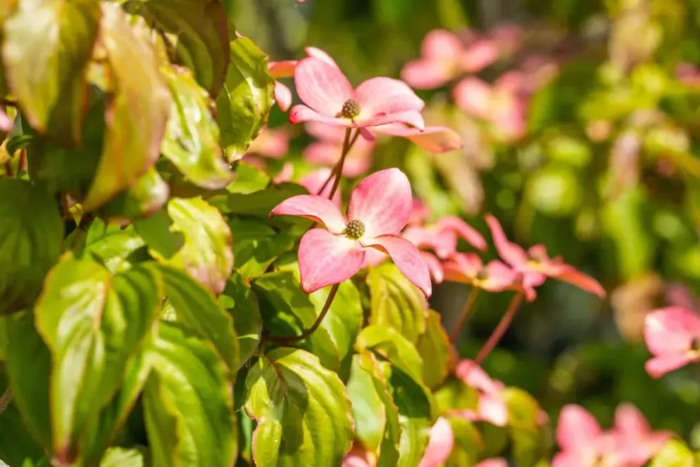 Cornus kousa 'Satomi'® (Japanse grootbloemige kornoelje 'Satomi')