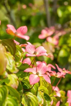 Cornus kousa 'Satomi'® (Japanse grootbloemige kornoelje 'Satomi')