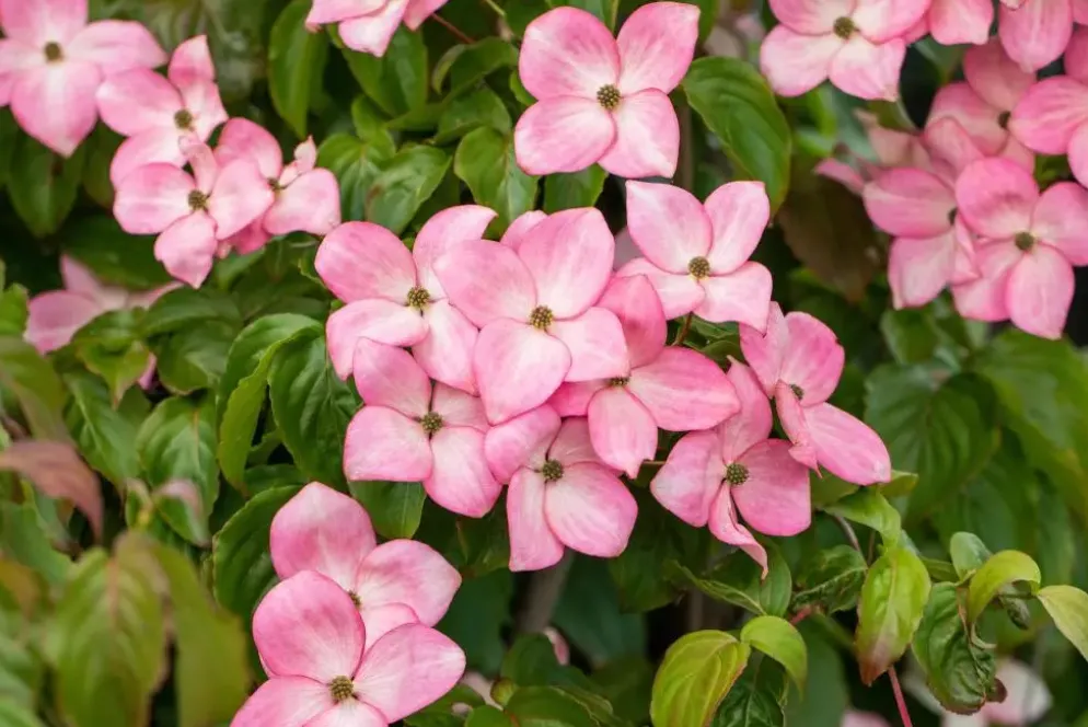 Cornus kousa 'Satomi'® (Japanse grootbloemige kornoelje 'Satomi')