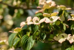 Cornus kousa 'Satomi'® (Japanse grootbloemige kornoelje 'Satomi')