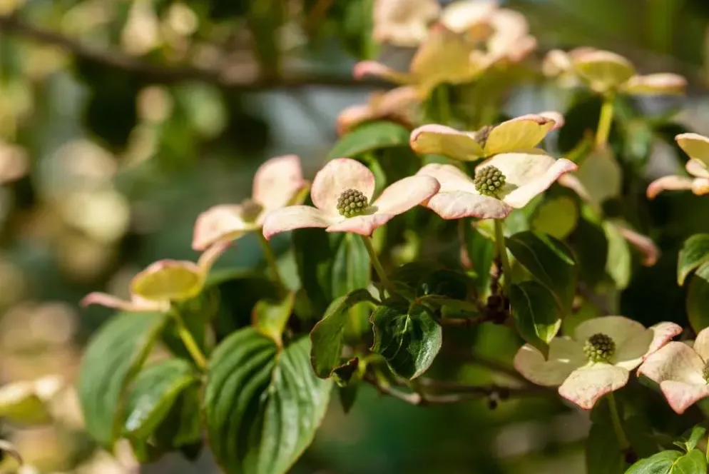 Cornus kousa 'Satomi'® (Japanse grootbloemige kornoelje 'Satomi')