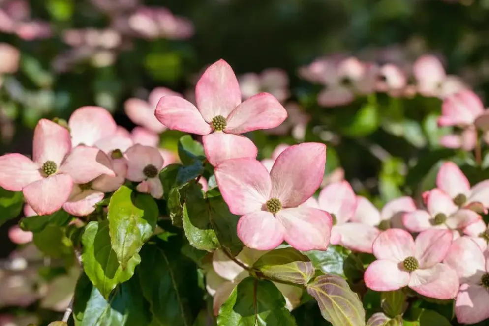 Cornus kousa 'Satomi'® (Japanse grootbloemige kornoelje 'Satomi')