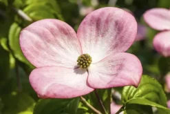 Cornus kousa 'Satomi'® (Japanse grootbloemige kornoelje 'Satomi')