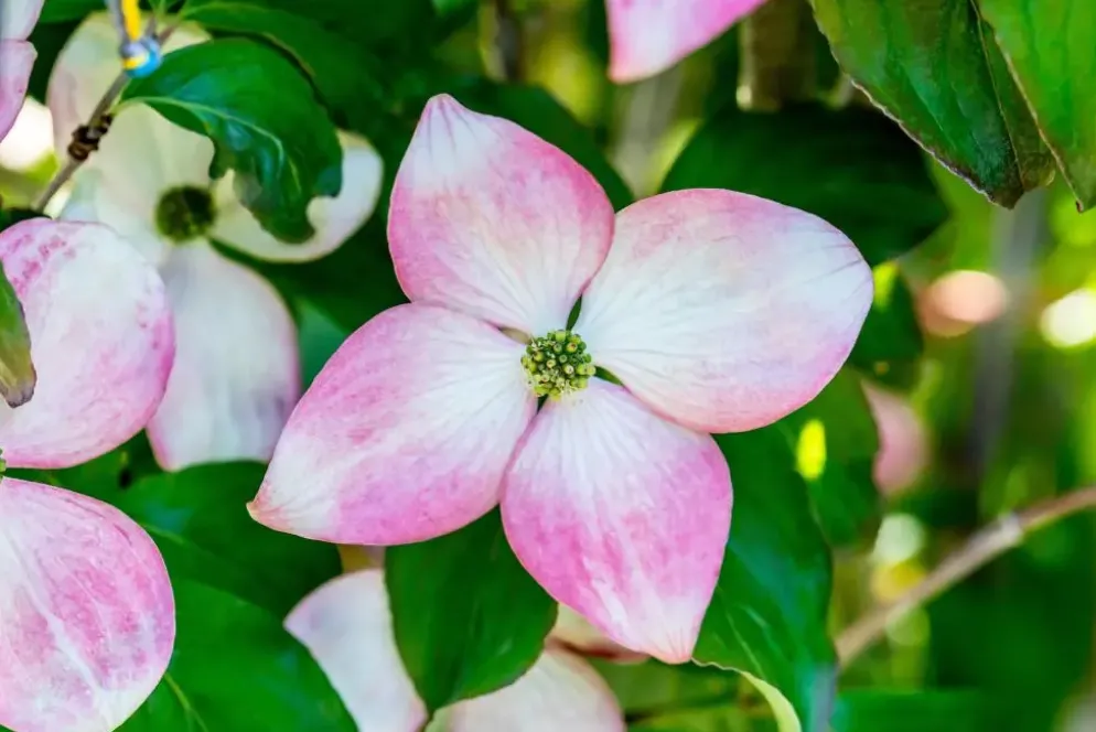 Cornus kousa 'Satomi'® (Japanse grootbloemige kornoelje 'Satomi')